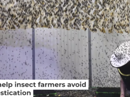 A biologist maintains a large population of black soldier flies for protein farming. picture alliance/Contributer via Getty Images